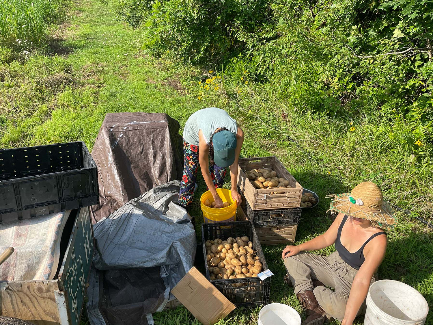 Imagen de cajas de papas cosechadas y dos personas con sombrero en el campo.