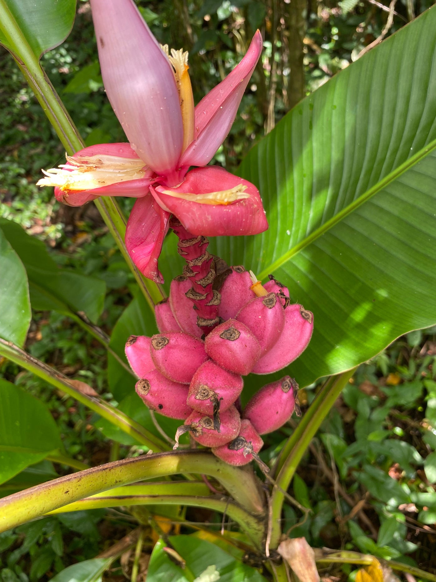 •Junte de Saberes Ancestrales• Centrando la Comunidad LGBTTQIA+ en el Caney Orocovis, Borikén