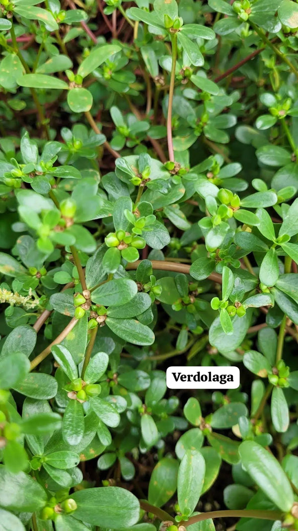 Plántulas y semillas