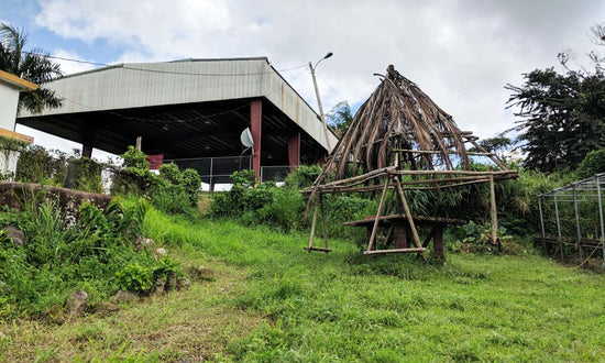 Imagen del articulo Meet the Farmers Reclaiming Puerto Rico’s Agricultural History.