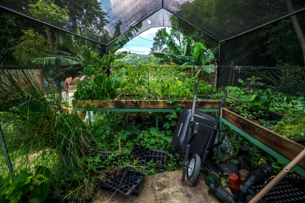 Plántulas y semillas